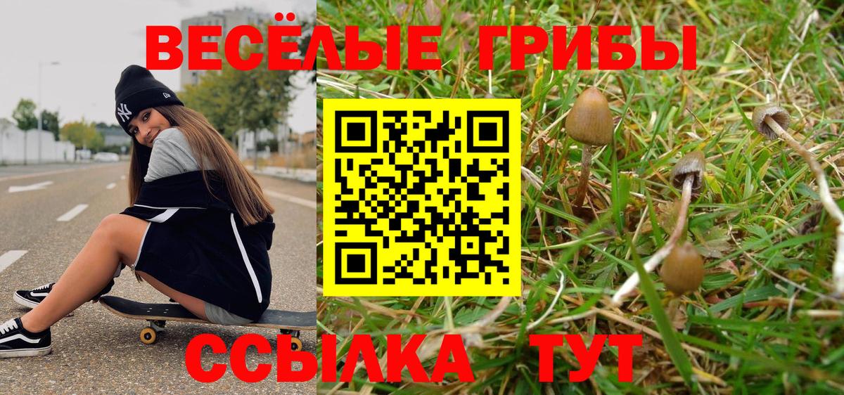 Гай  закладка  Вход с VPN  Галлюциногенные грибы Psilocybe 